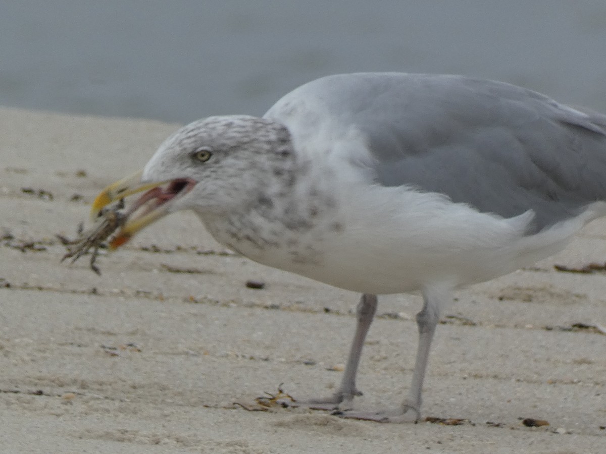 Herring Gull - ML609260790