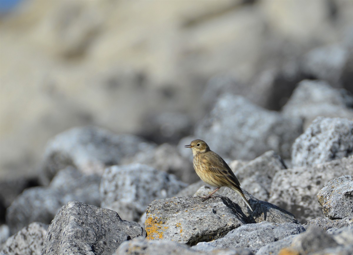 American Pipit - ML609260791