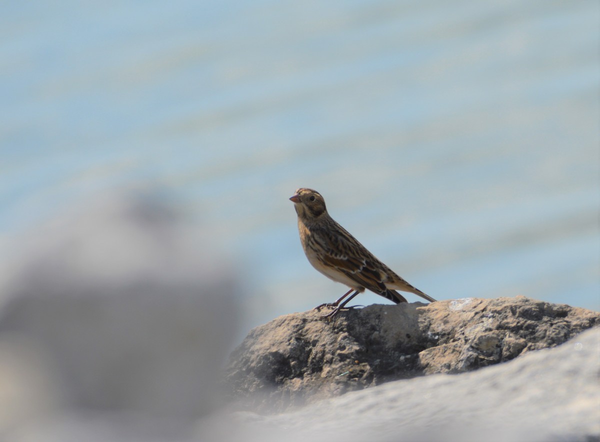 Lapland Longspur - ML609260799