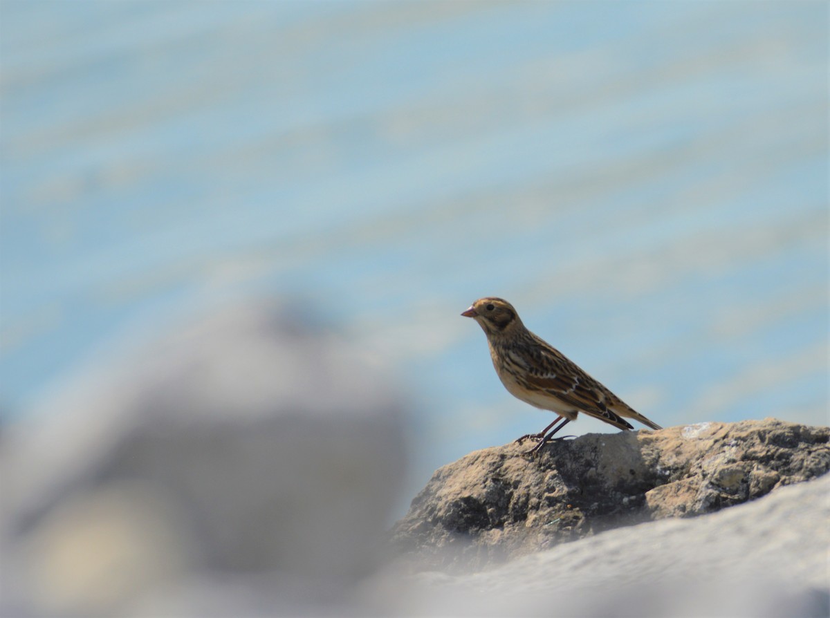 Lapland Longspur - Amy Downing