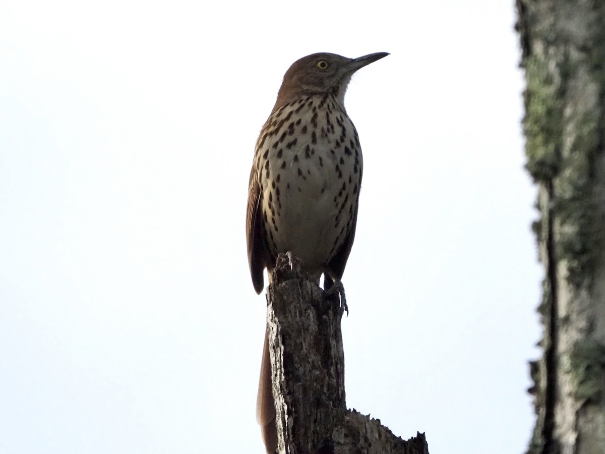 Brown Thrasher - David Zook