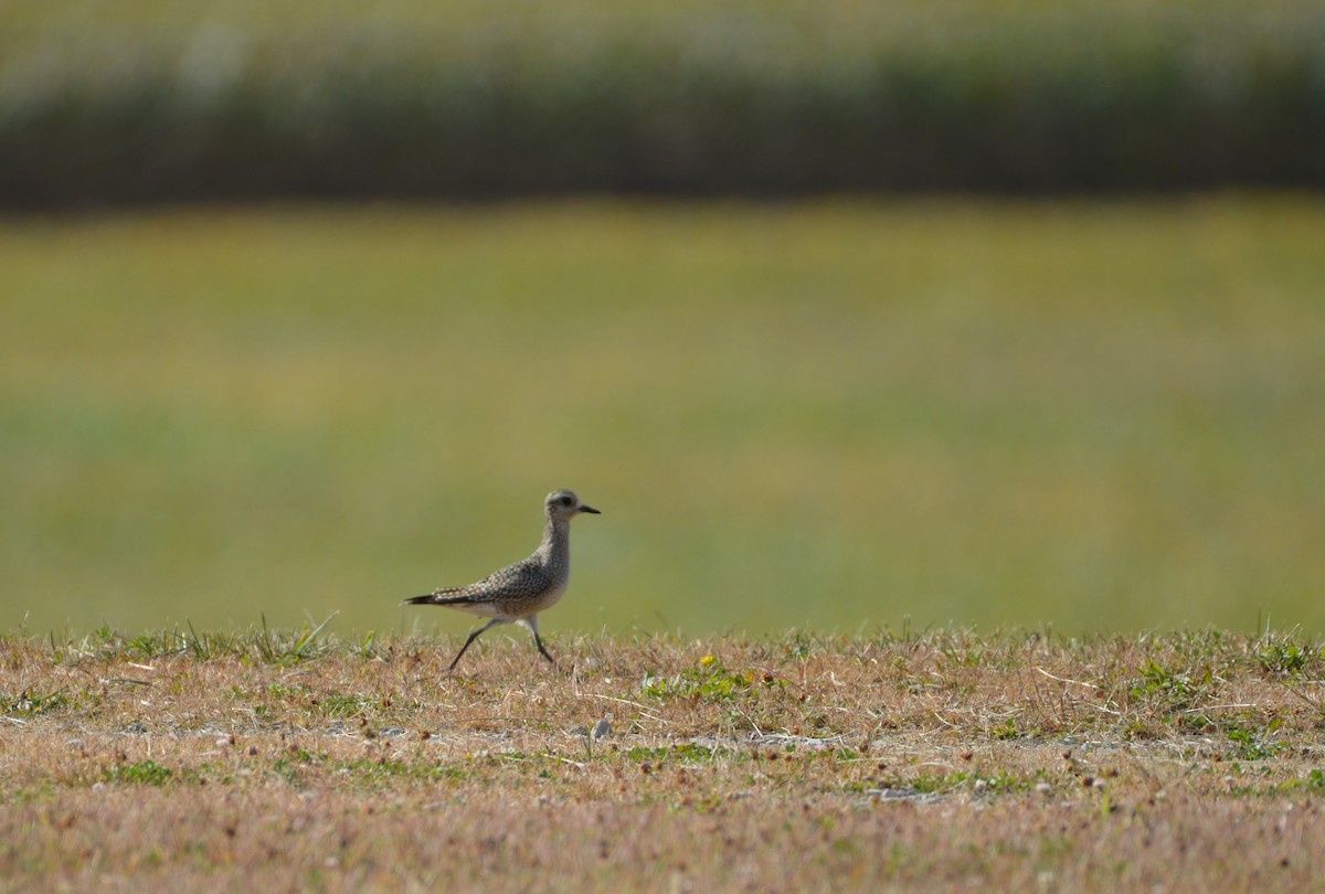 American Golden-Plover - ML609260857