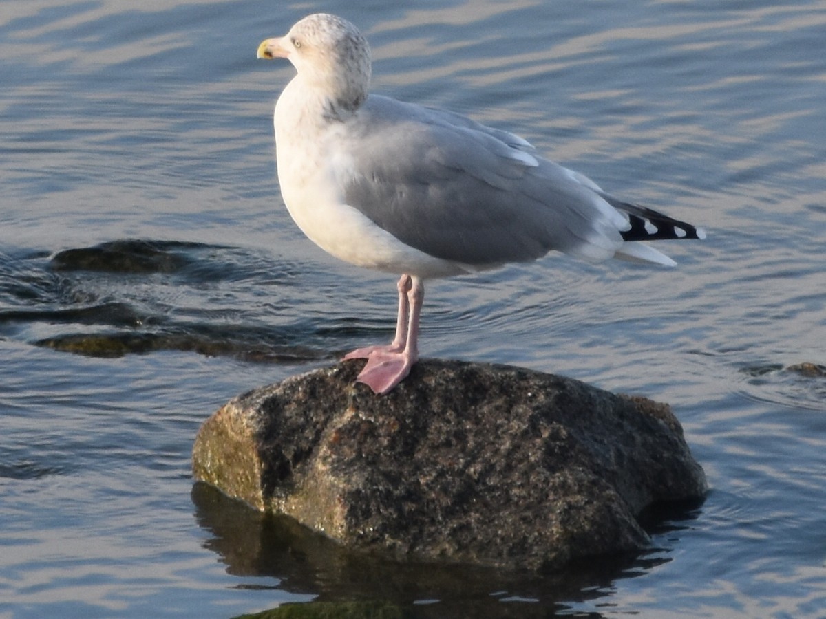 Herring Gull - Laurenske Sierkstra