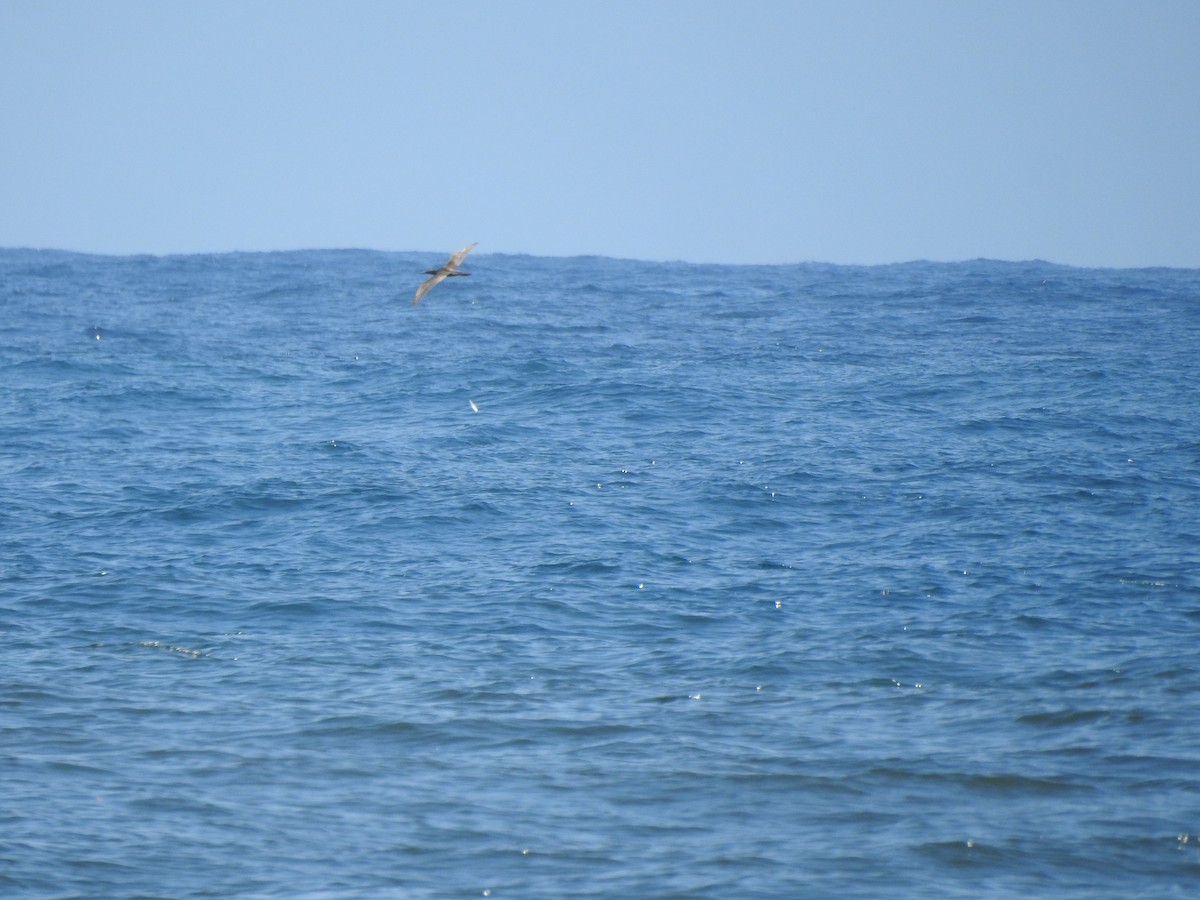 Brown Booby (Atlantic) - Daniel Alberto Van Der Beist Macupido