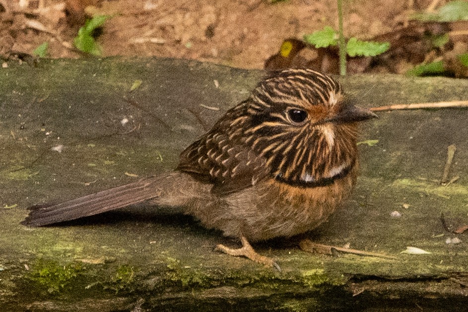 Crescent-chested Puffbird (Greater) - ML609260915