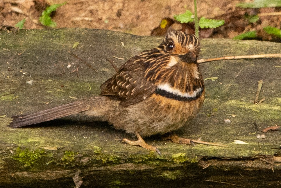 Crescent-chested Puffbird (Greater) - ML609260916
