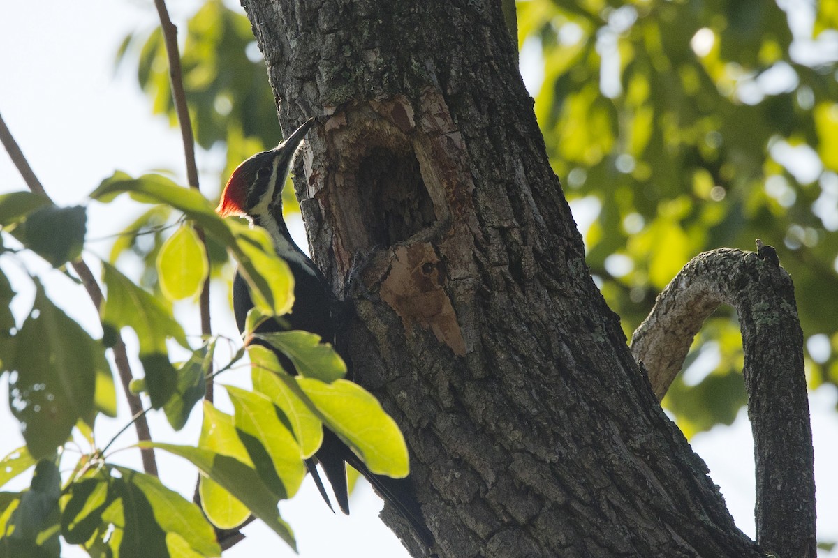 Pileated Woodpecker - ML609260920