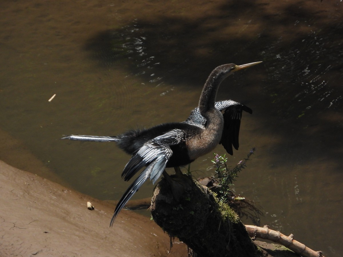 Anhinga - Arnau Rivera Lopez