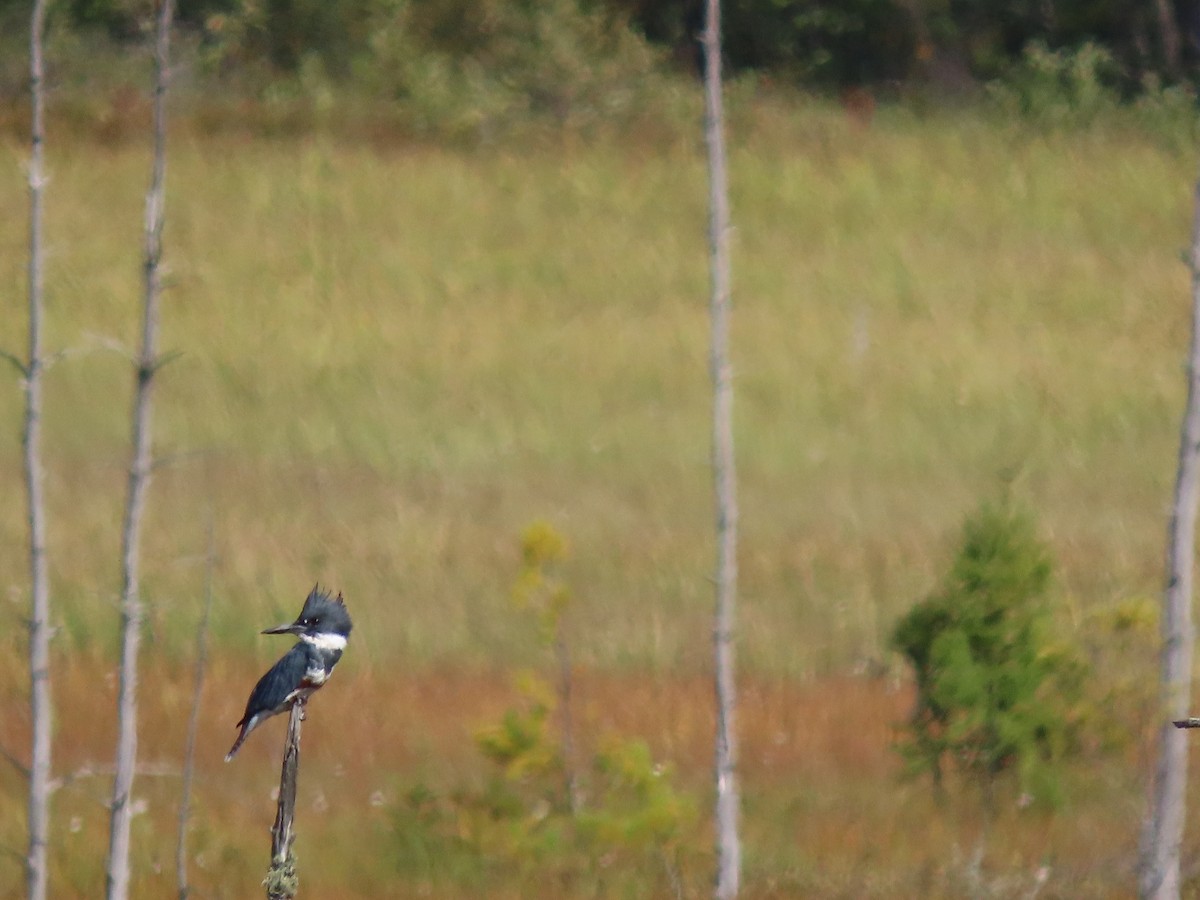 Belted Kingfisher - ML609261046
