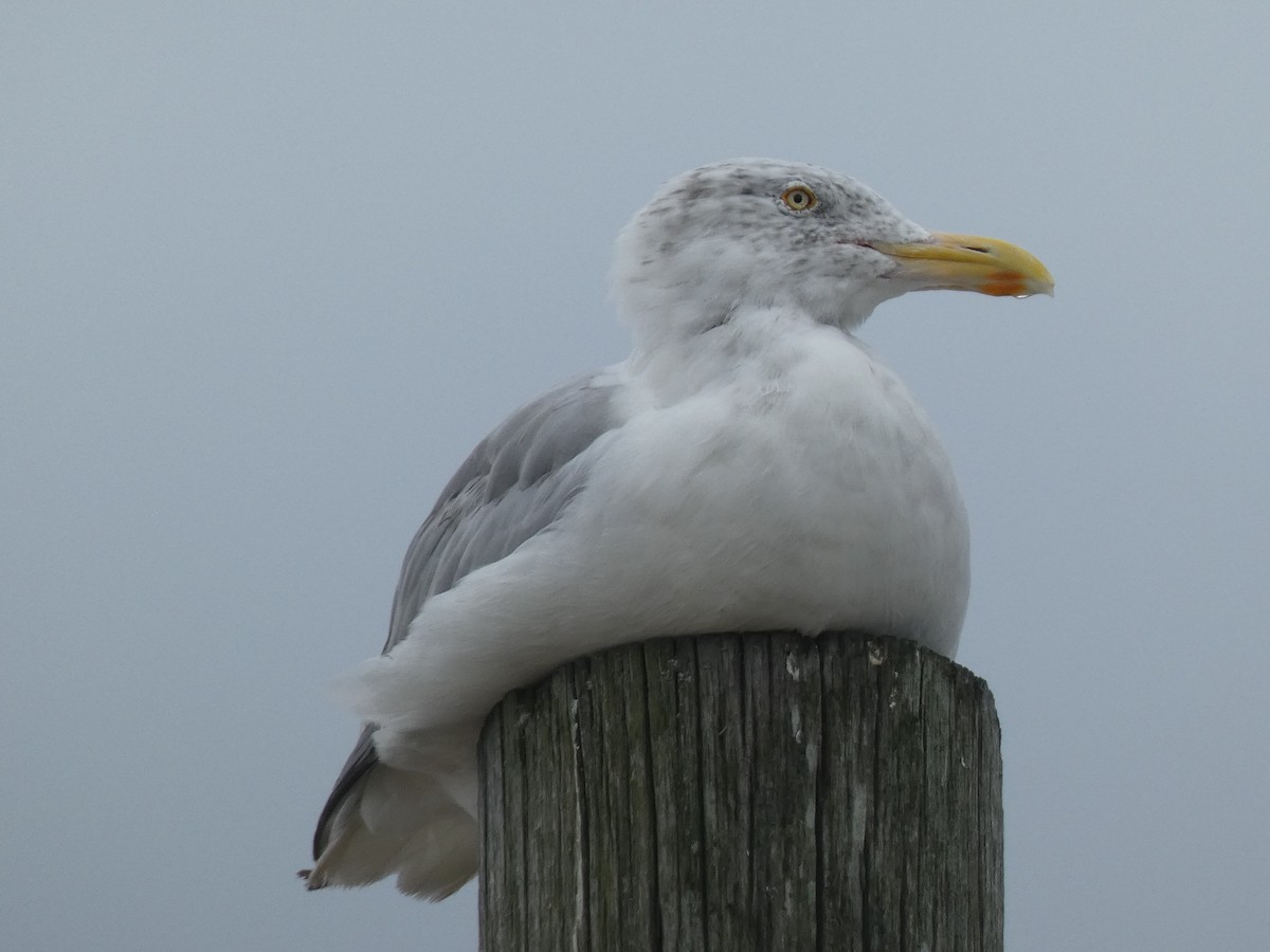 Herring Gull - Luke Knutson