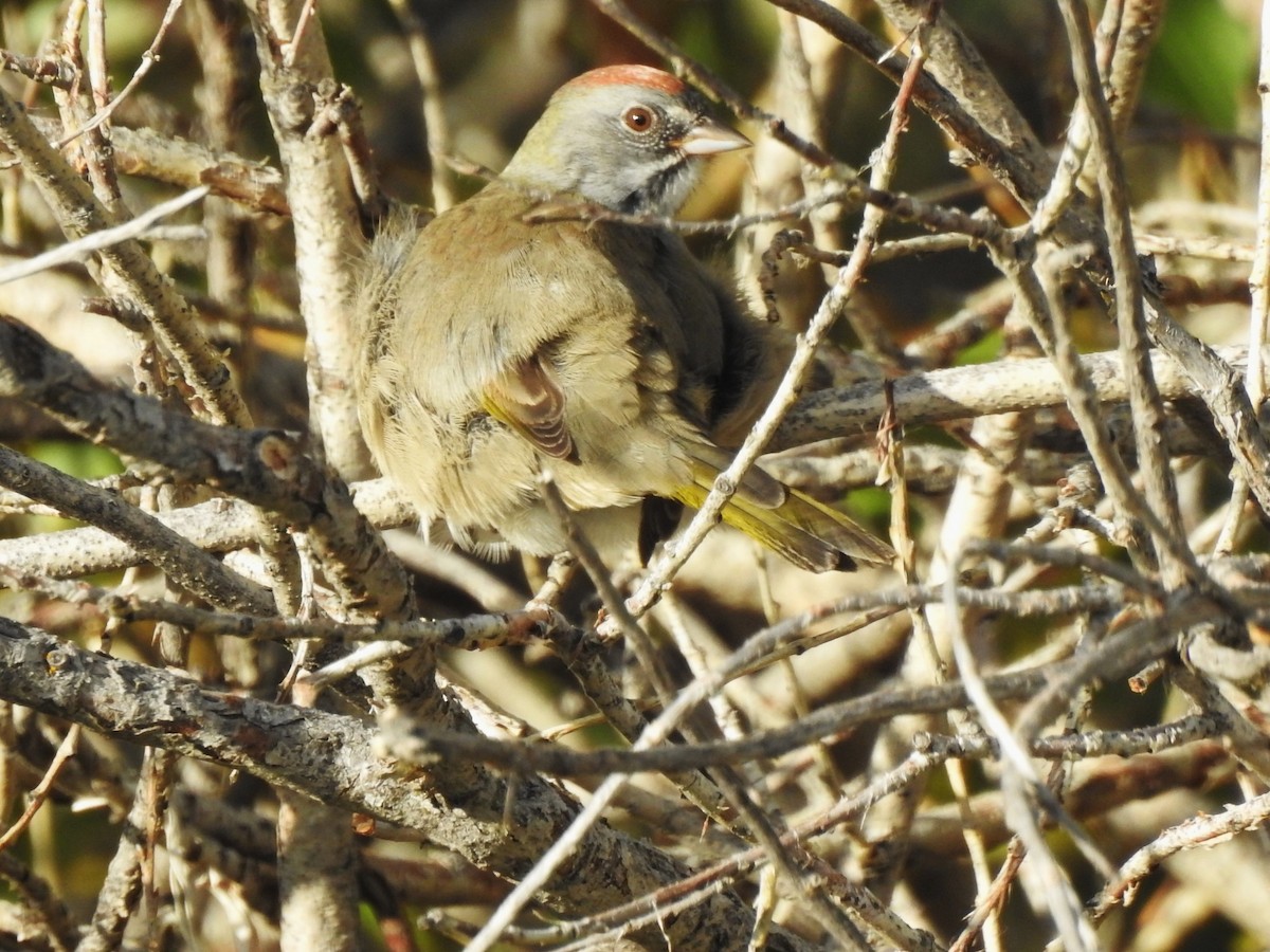 Green-tailed Towhee - ML609261102