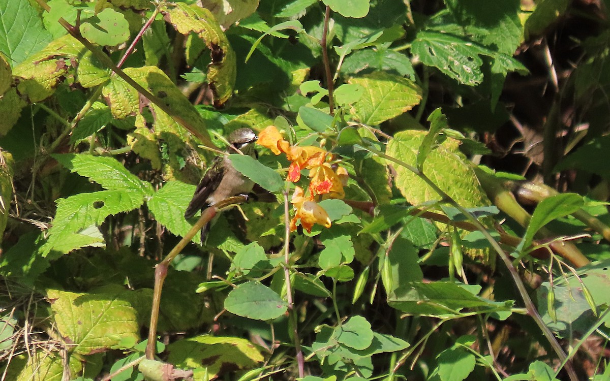 Ruby-throated Hummingbird - ML609261119