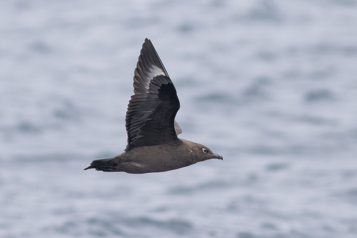 South Polar Skua - ML609261139