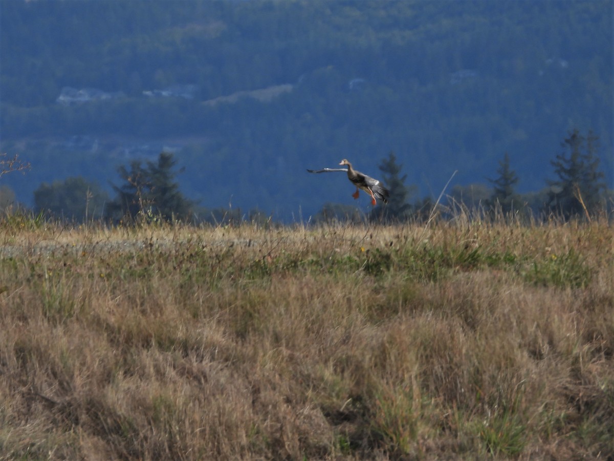 Greater White-fronted Goose - ML609261287