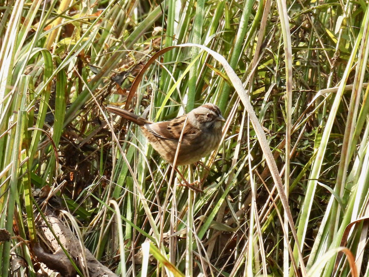 Swamp Sparrow - ML609261312