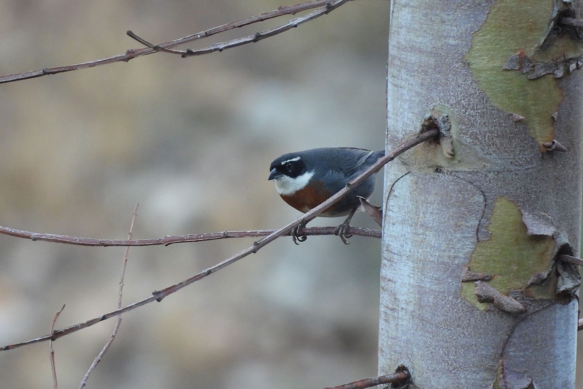 Chestnut-breasted Mountain Finch - María Vargas Valverde