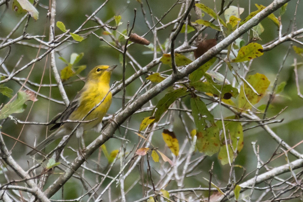 Pine Warbler - ML609261393