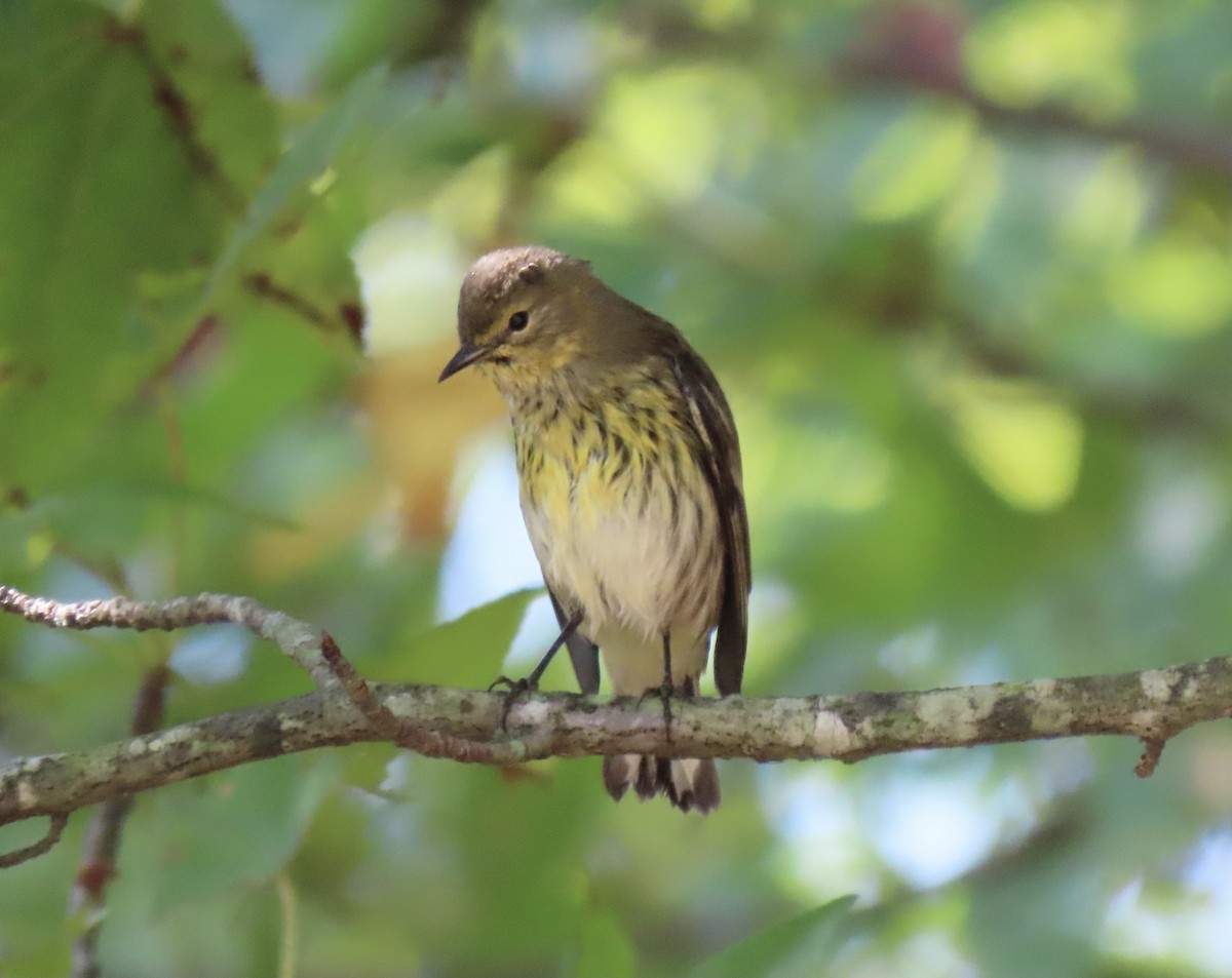 Cape May Warbler - ML609261459