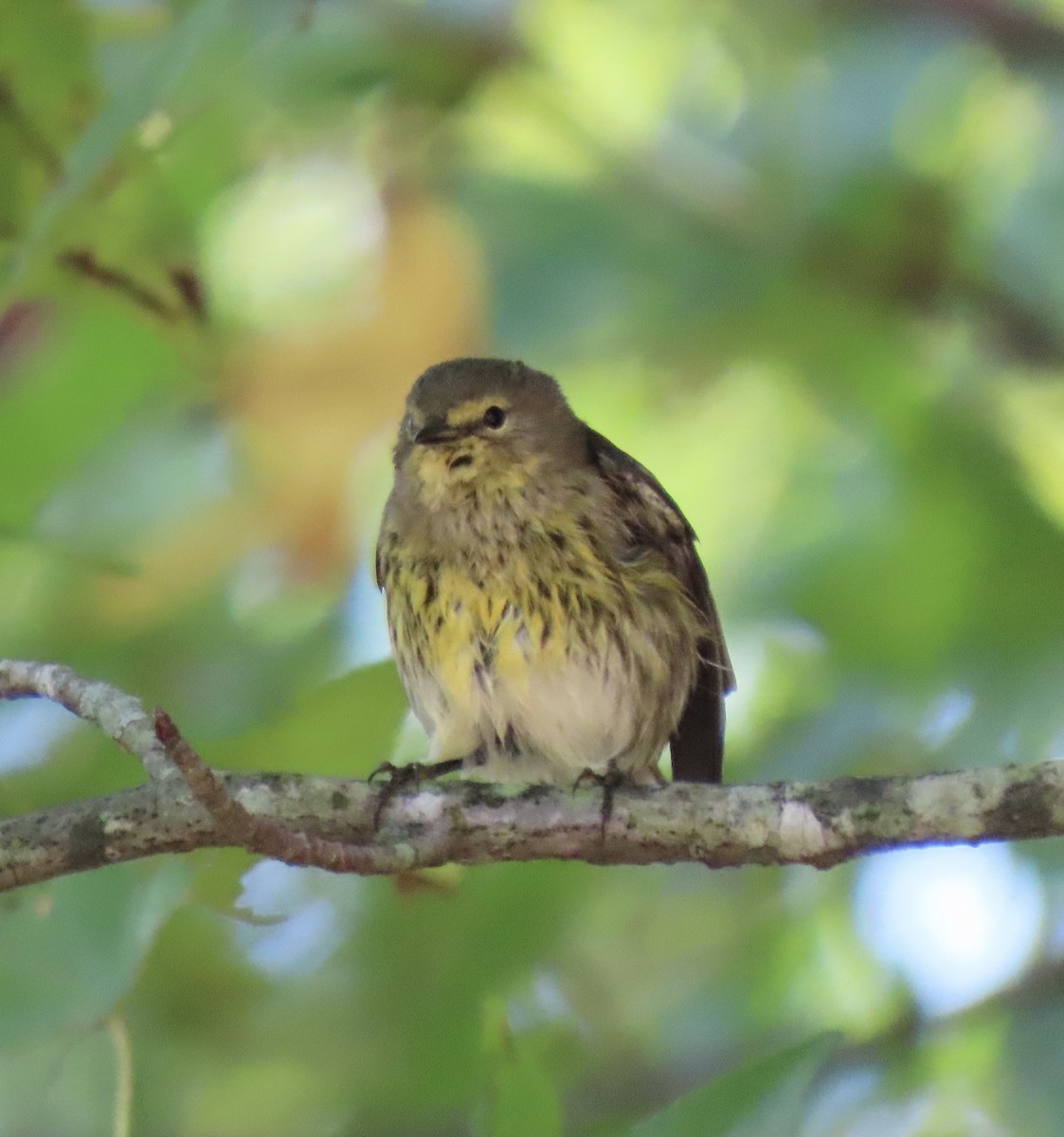 Cape May Warbler - ML609261460