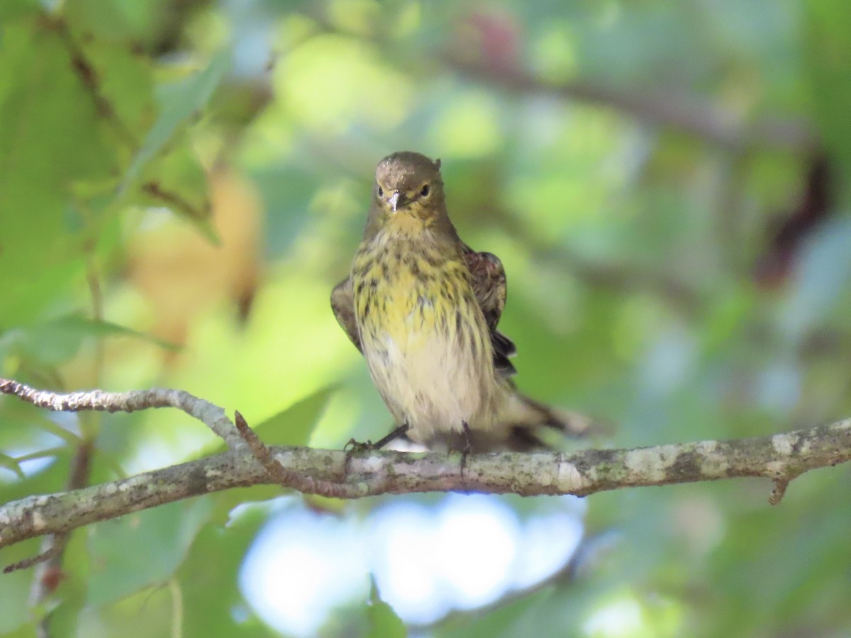 Cape May Warbler - ML609261461