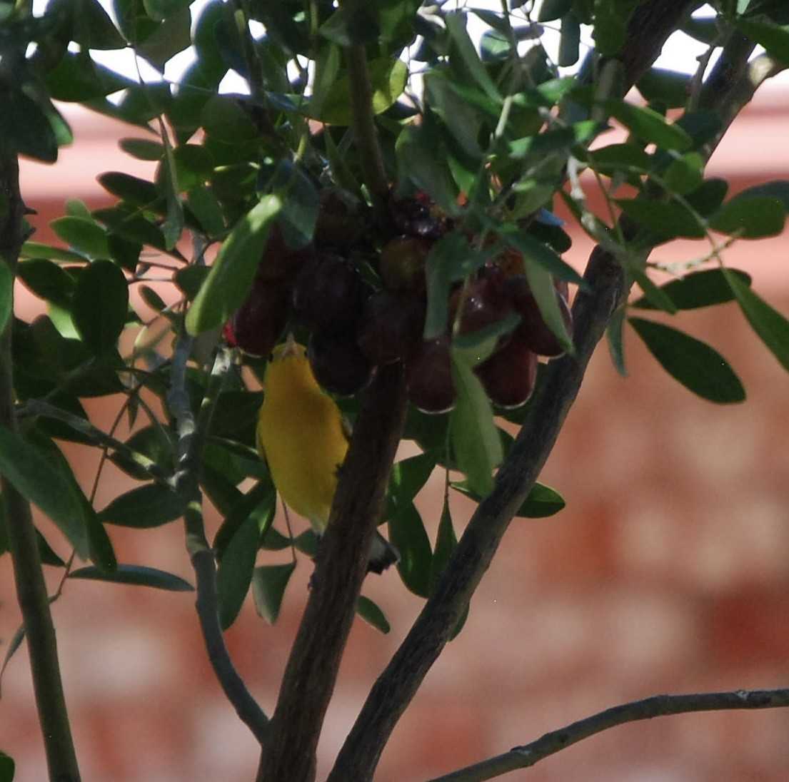 Prothonotary Warbler - ML609261473