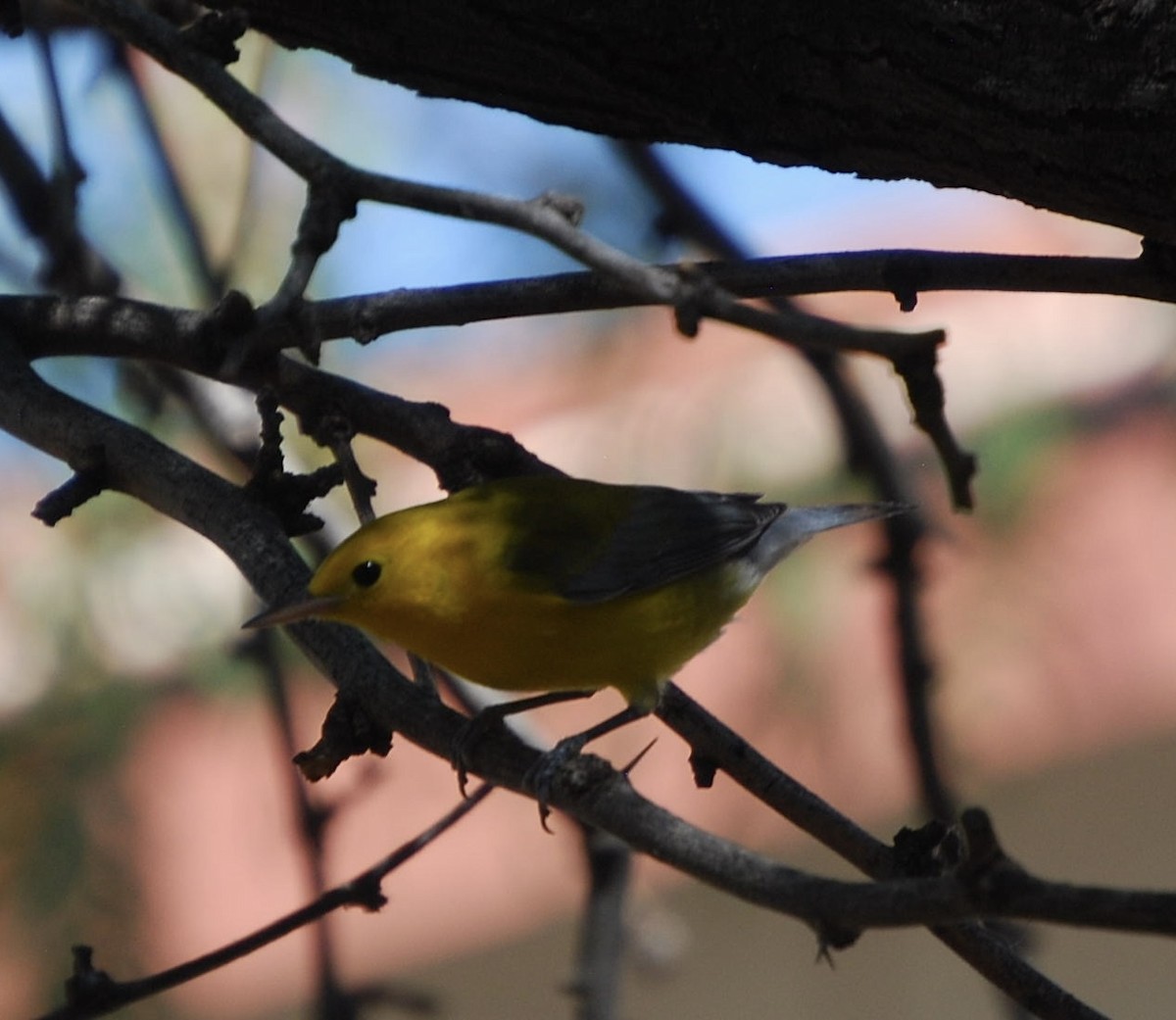 Prothonotary Warbler - ML609261474