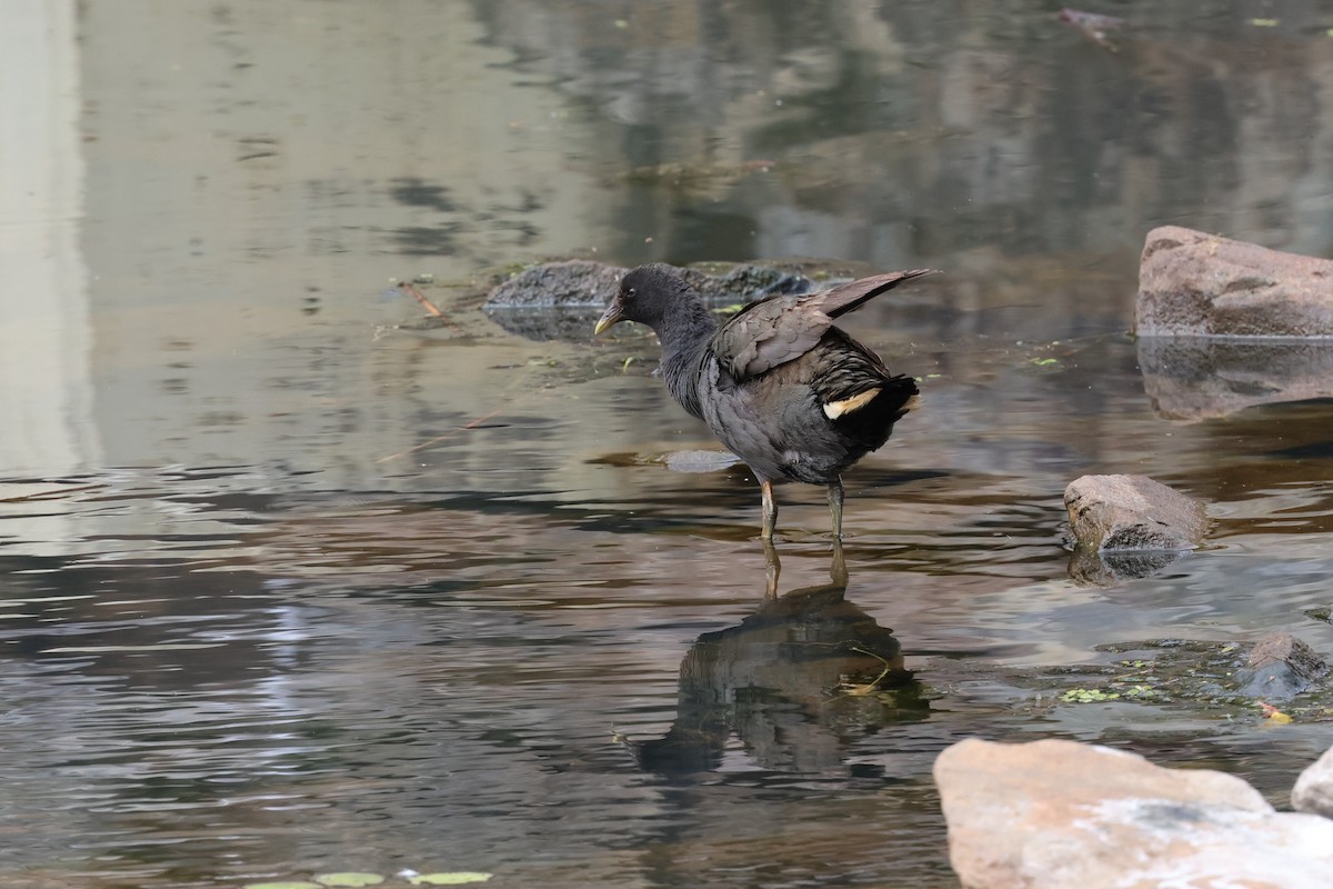 Dusky Moorhen - Dennis Devers