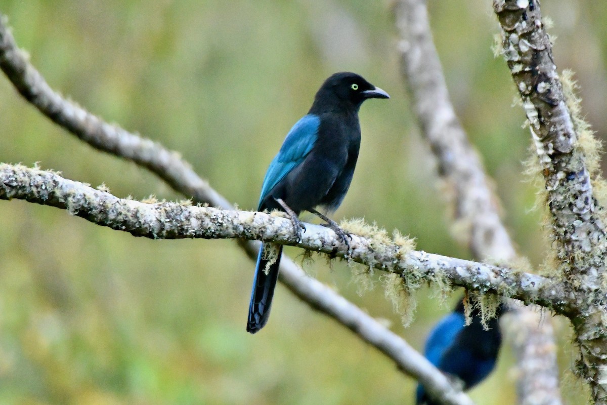 Bushy-crested Jay - ML609261588