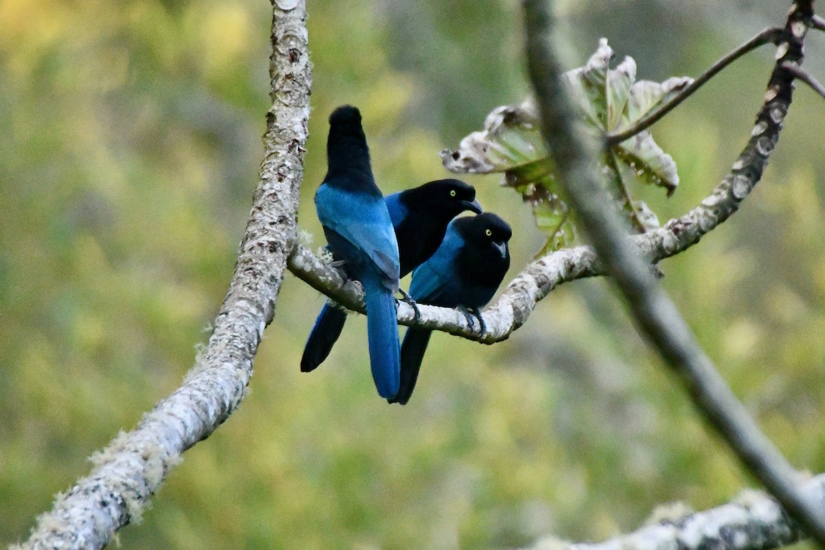 Bushy-crested Jay - ML609261595