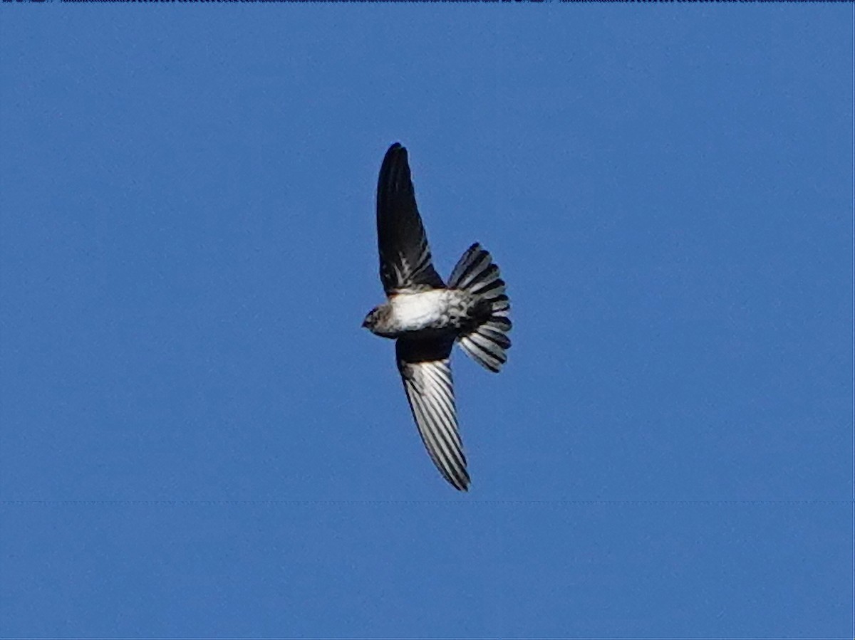 Cave Swiftlet - ML609261612