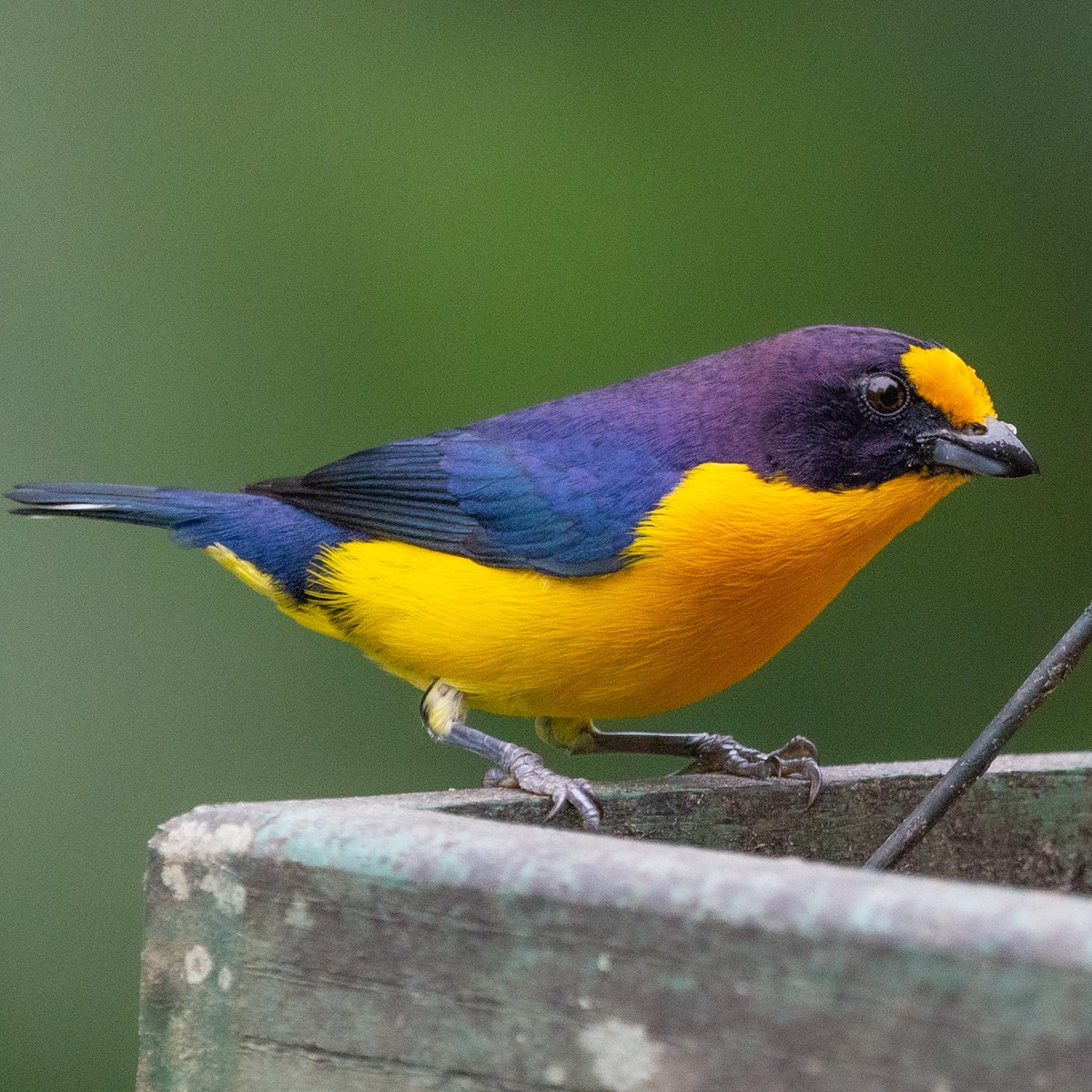 Violaceous Euphonia - ML609261616