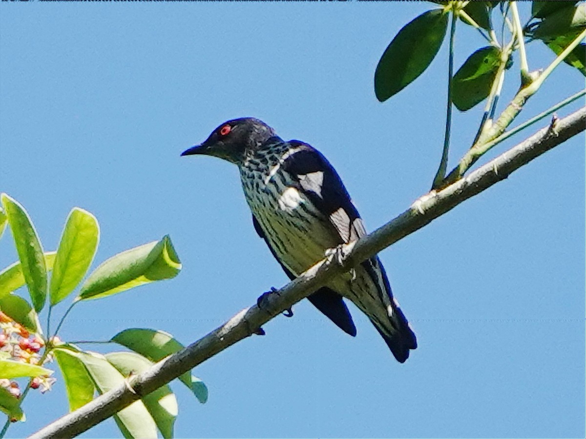 Short-tailed Starling - ML609261656
