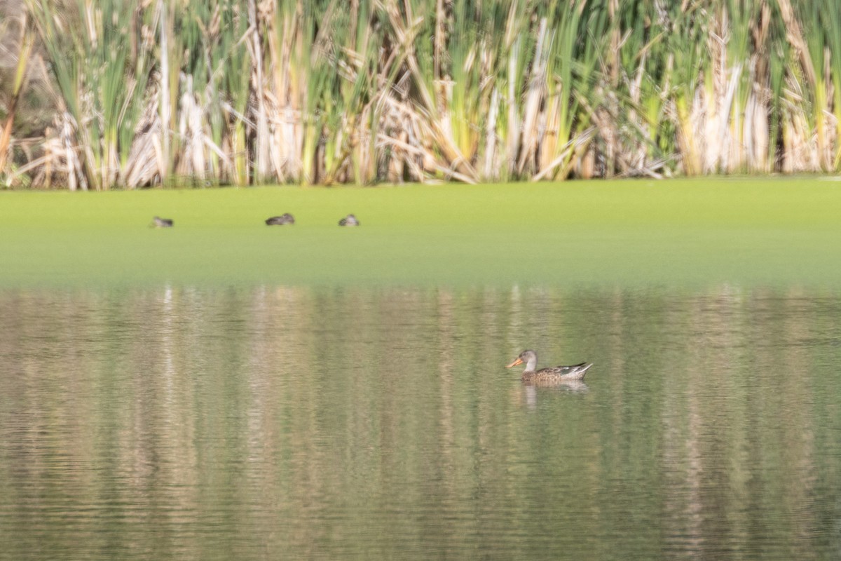 Northern Shoveler - ML609261674