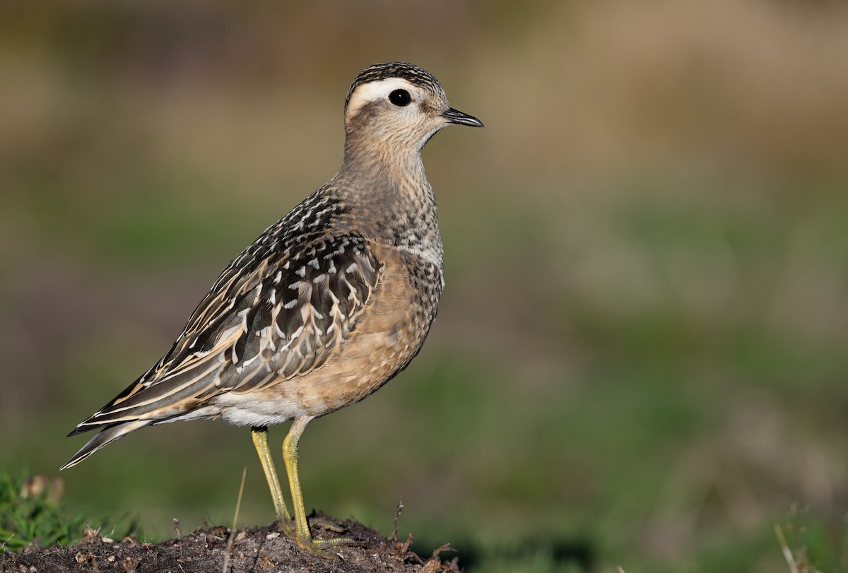 Eurasian Dotterel - Manuel Segura Herrero