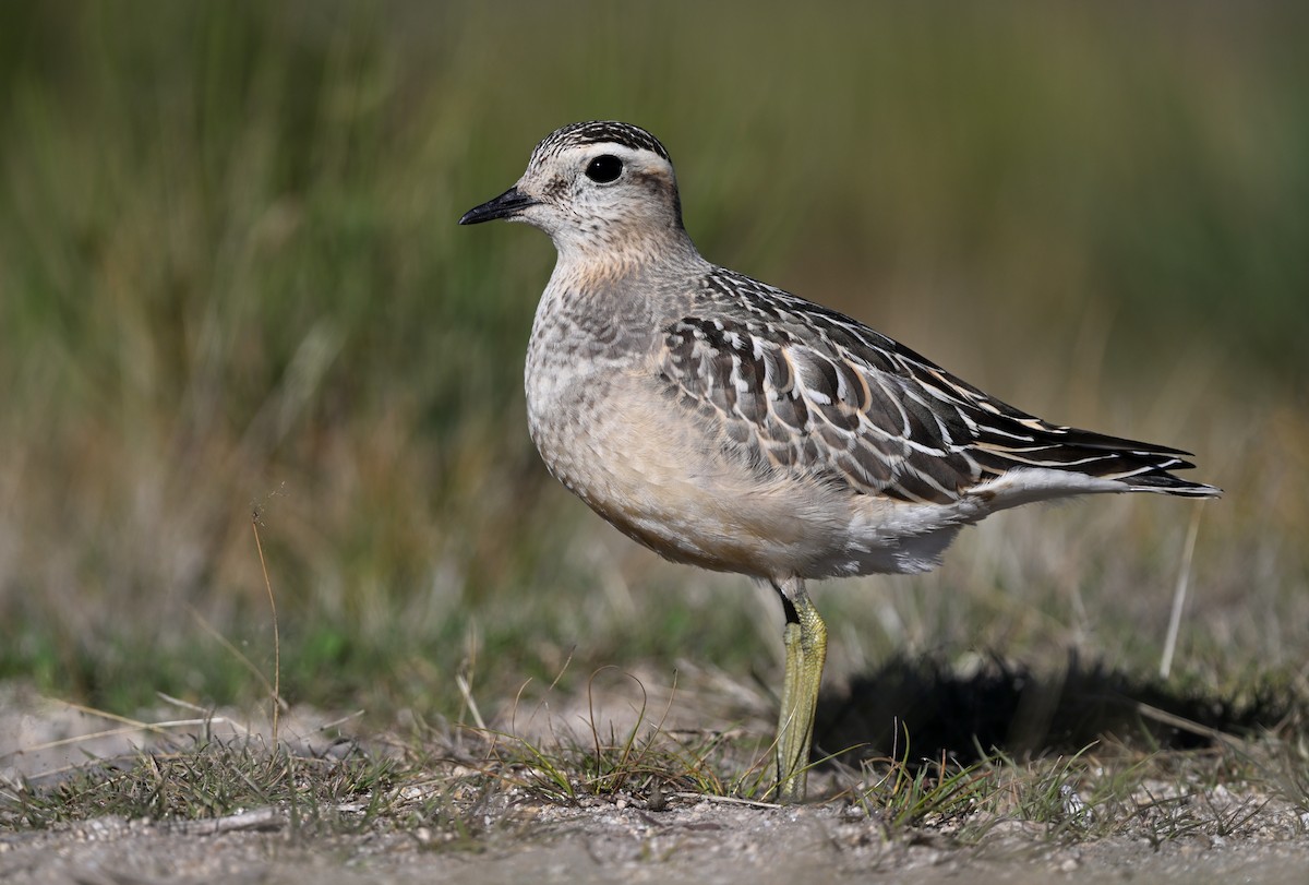 Eurasian Dotterel - Manuel Segura Herrero