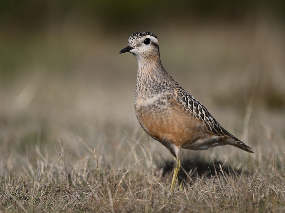 Eurasian Dotterel - Manuel Segura Herrero