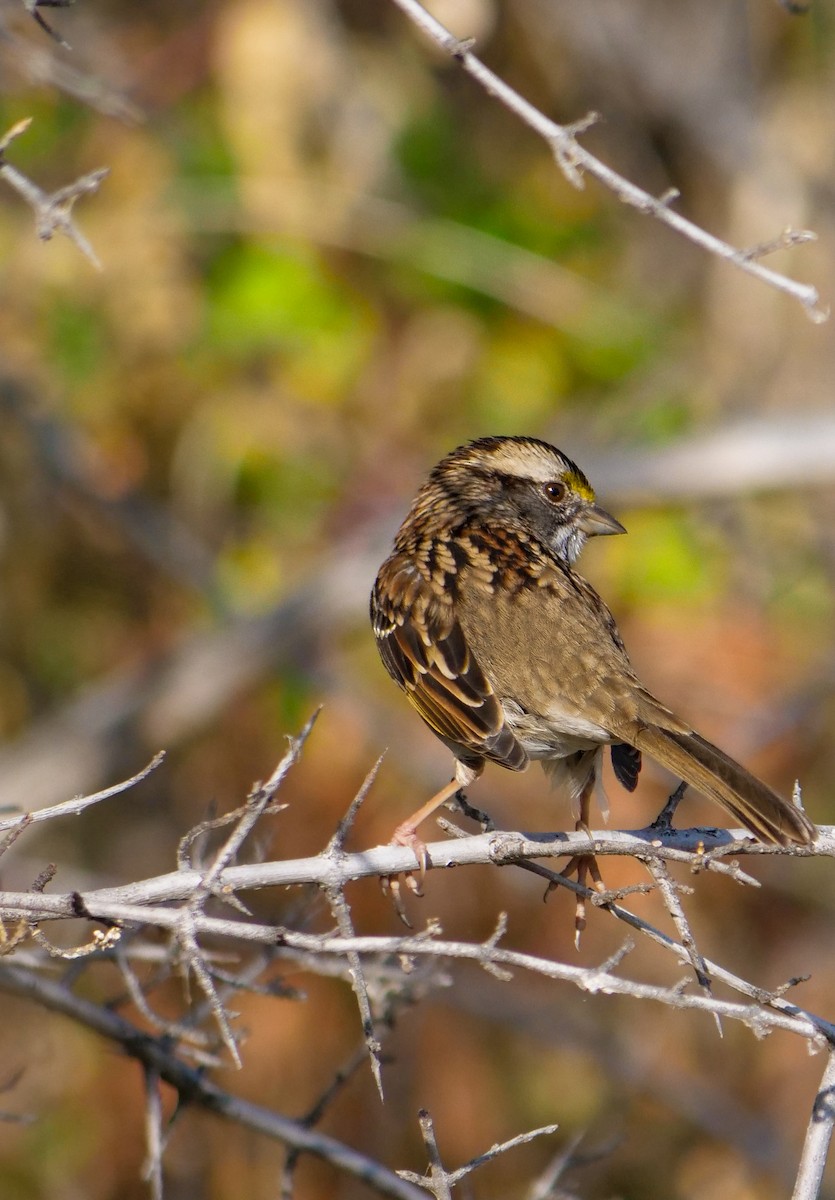 White-throated Sparrow - ML609261760