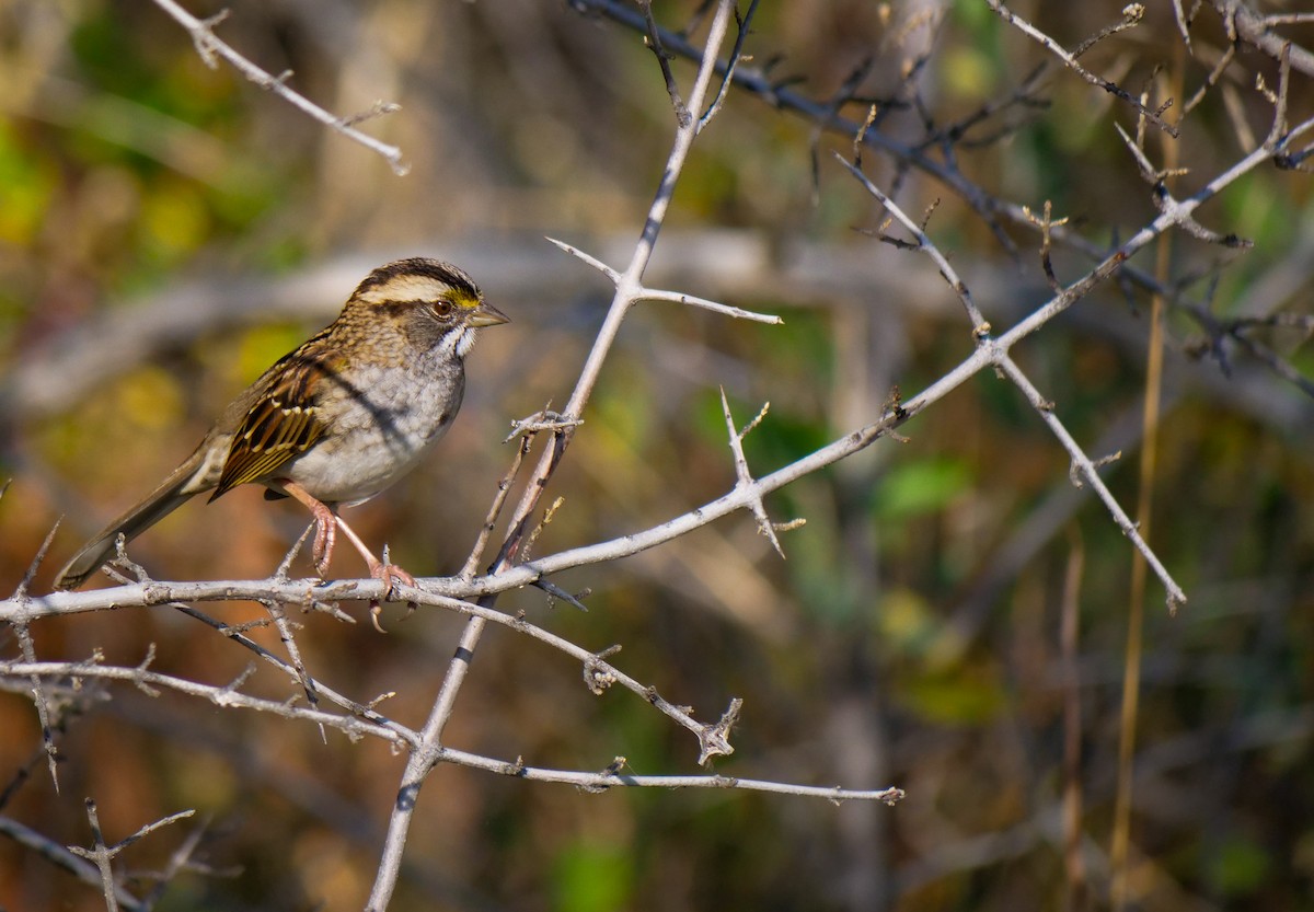 White-throated Sparrow - ML609261761