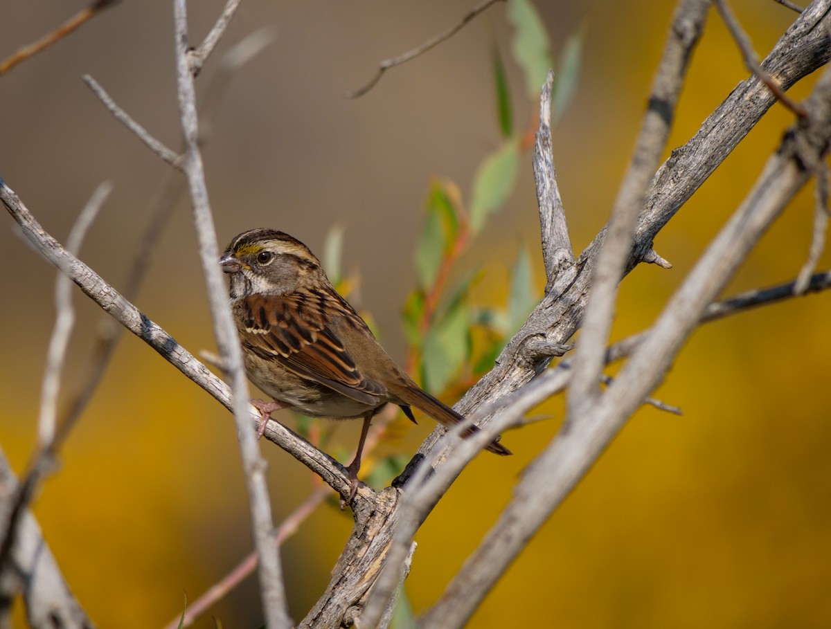 White-throated Sparrow - ML609261762