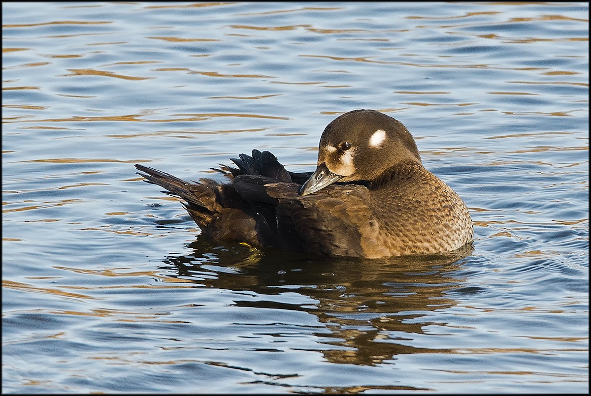 Harlequin Duck - ML609261773