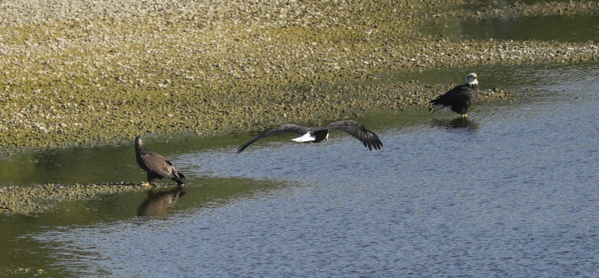 Bald Eagle - ML609261802