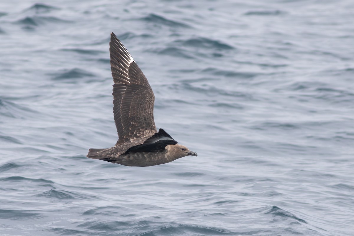 South Polar Skua - ML609261860