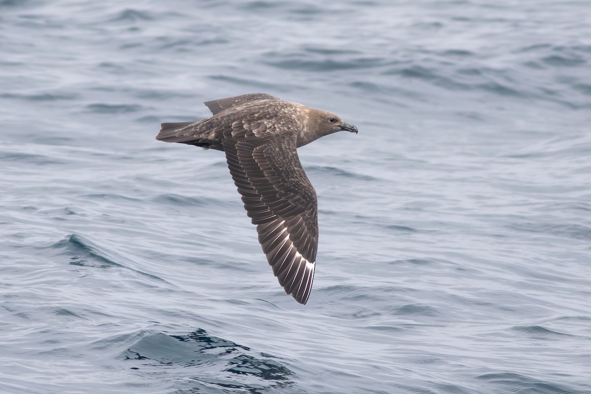 South Polar Skua - ML609261861