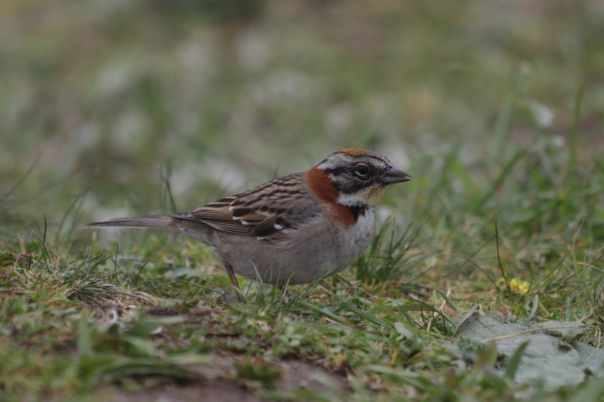 Rufous-collared Sparrow - ML609262081