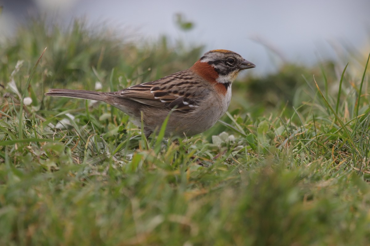 Rufous-collared Sparrow - ML609262091