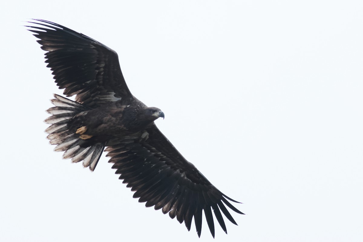 White-tailed Eagle - Robin Besançon