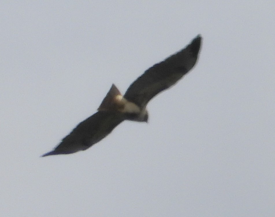 Short-tailed Hawk - ML609262109