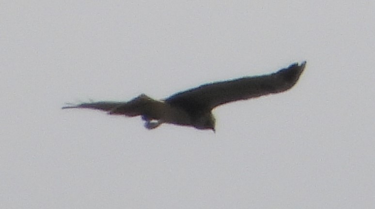 Short-tailed Hawk - ML609262110