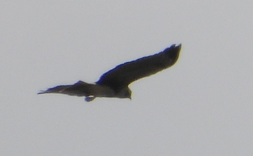 Short-tailed Hawk - ML609262112