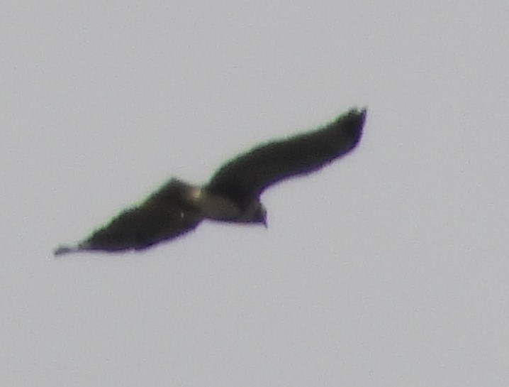 Short-tailed Hawk - ML609262113